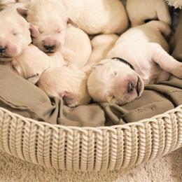 Golden Retriever Puppies from Cannon's Au Retrievers