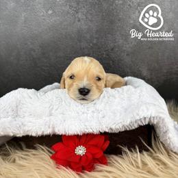 Jessie - Cream female Companion Cross puppy in Utah County, Utah from Big Hearted Breeders