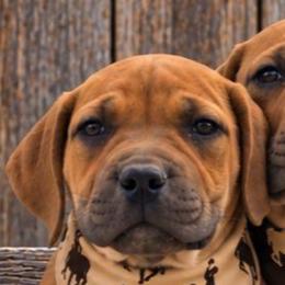 Bo Peep - Brown female Boerboel puppy in Laramie, Wyoming from Standing Stone Boerboels