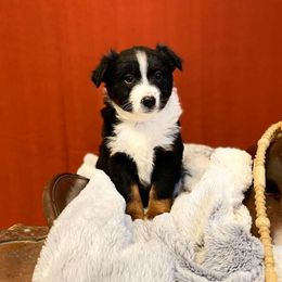 Australian Shepherd Puppies from Lost Coast Aussies