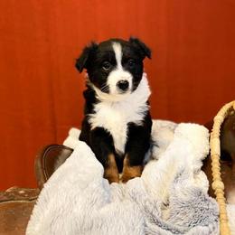 Australian Shepherd Puppies from Lost Coast Aussies