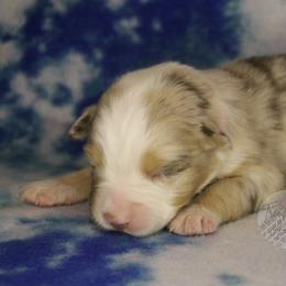 Marcie - Red merle female Australian Shepherd puppy in Yoder, Colorado from Tréad Tines Aussies