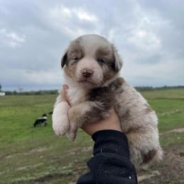 Miniature Australian Shepherd Puppies from Broken T Australian Shepherds