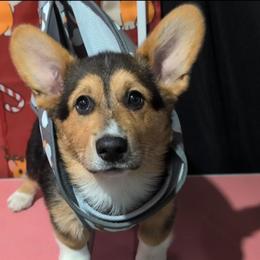 Thumper - Black and tan male Pembroke Welsh Corgi puppy in Charleston, West Virginia from Lone Pine Corgis