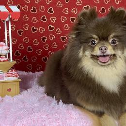 Pomeranians from Ray of Poms