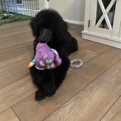 Poodle Puppies from Serenity Standard Poodles
