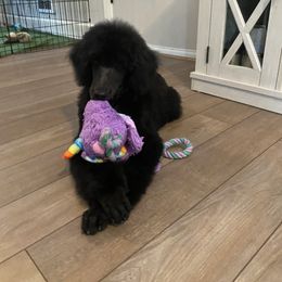 Poodle Puppies from Serenity Standard Poodles