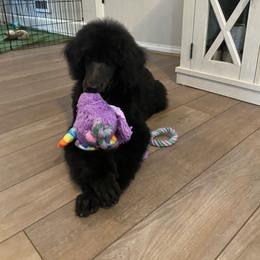 Poodle Puppies from Serenity Standard Poodles
