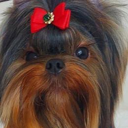 Jada - Yorkshire Terrier