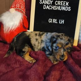 Gracie's girl - Dapple female Dachshund puppy in Rosanky, Texas from Sandy Creek Minatare Dachshunds