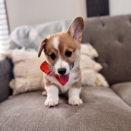 Orange Boy - Red male Pembroke Welsh Corgi puppy in Vilonia, Arkansas from Lucky Pups Corgis
