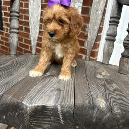 Donna - Red  female Goldendoodle puppy in Mint Hill, North Carolina from DoodleForever