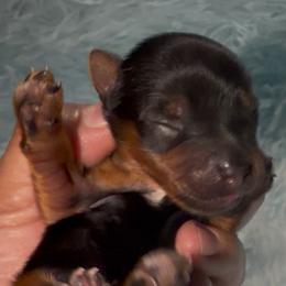 Peter - Black and gold male Yorkshire Terrier puppy in Gilbert, Arizona from Yorkie Your Soulmate Puppy