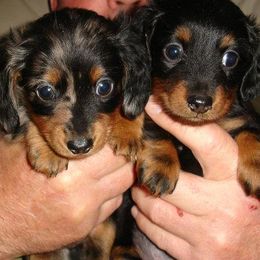Dachshunds from Dorothy's Dogs