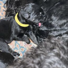 Roxie-Yellow collar - Pepper and salt female Giant Schnauzer puppy in Atoka, Oklahoma from Hannah's Haus & Farm