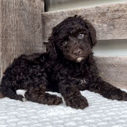 Hershey - Chocolate male Australian Labradoodle puppy in Sarasota, Florida from GWagz