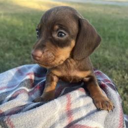 Boone - Chocolate and tan male Dachshund puppy in Durant, Oklahoma from Rockin’ S Kennel