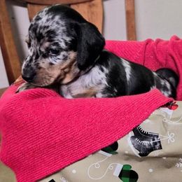 Orange - Dapple male Dachshund puppy in Salem, Oregon from Longdox Mini Dachshunds