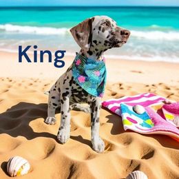 King - White and liver brown male Dalmatian puppy in Sierra Vista, Arizona from Fairytail Dalmatians