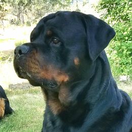 Harley - Rottweiler