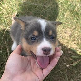 Pembroke Welsh Corgi Puppies from South Shore Corgis