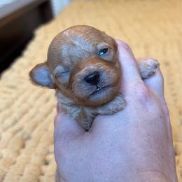Kai - Red  male Poodle puppy in Wharton, Texas from In the Red Poodles