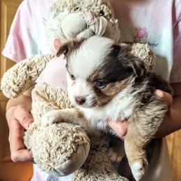 Miniature Australian Shepherd Puppies from Restabitaussies