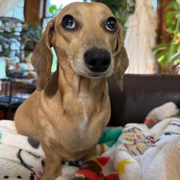 Sadie - Dachshund