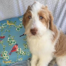 Stella - female Australian Mountain Doodle puppy in Blairstown, Missouri from Shepherd Hill Doodles