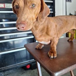 Pequita - Dachshund