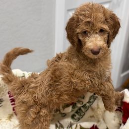 Bear - Red  male Goldendoodle puppy in Maricopa, Arizona from AZ Designer Goldendoodles