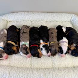 Aussiedoodle puppies from Boxcar Doodles and Poodles