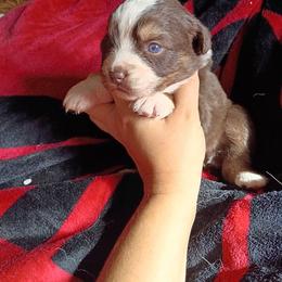 Shunka - Red tri-color female Australian Shepherd puppy in Sultan, Washington from Van Huitt Australian Shepherds