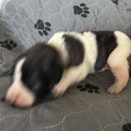 Pyrenean Mastiff Puppies from Mastini Sierra Pyrenean Mastiffs