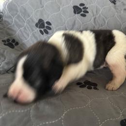 Pyrenean Mastiff Puppies from Mastini Sierra Pyrenean Mastiffs