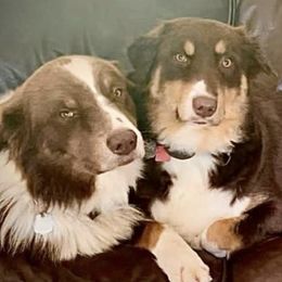 Australian Shepherds from Dana Struve's Australian Shepherds