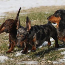 Dachshunds from Tri-Mi Dachshunds