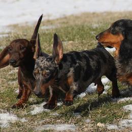 Dachshunds from Tri-Mi Dachshunds