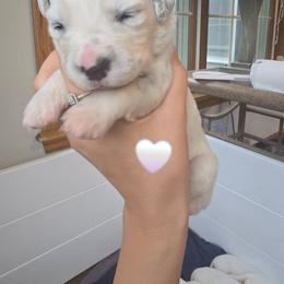 Whisper - White and black female Dalmatian puppy in Janesville, Wisconsin from Legacy Dalmatians