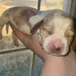 Brown collar - Red and white male Basset Hound puppy in Callao, Virginia from Walk The Line Basset Hounds