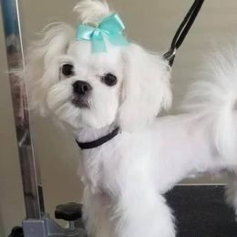 Maltese from Valle Tesoro Maltese