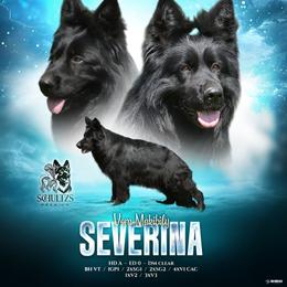 German Shepherd All Grown Up from Schultz's Premium German Shepherds