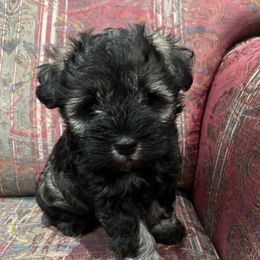 Miniature Schnauzers from Oksana miniature schnauzer