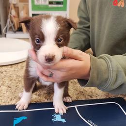 Boy 4 Black Collar - White and red male Border Collie puppy in Shelbyville, Tennessee from C Horns Ranch Border Collies