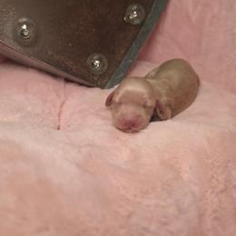 Sugar - Cream female Dachshund puppy in Bristol, Tennessee from It's Mini Wieners Baby