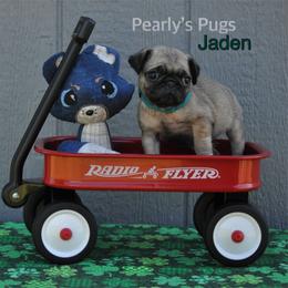 Pug Puppies from Pearly’s Pugs
