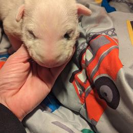 Bull Terrier Puppies from Luxury Bulls