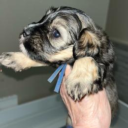 Roxy - Black female Miniature Schnauzer puppy in Port Orchard, Washington from Silver Bells Miniature Schnauzers