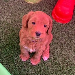 Australian Labradoodle Puppies from Serenity Springs Labradoodles
