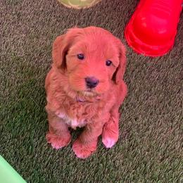Australian Labradoodle Puppies from Serenity Springs Labradoodles